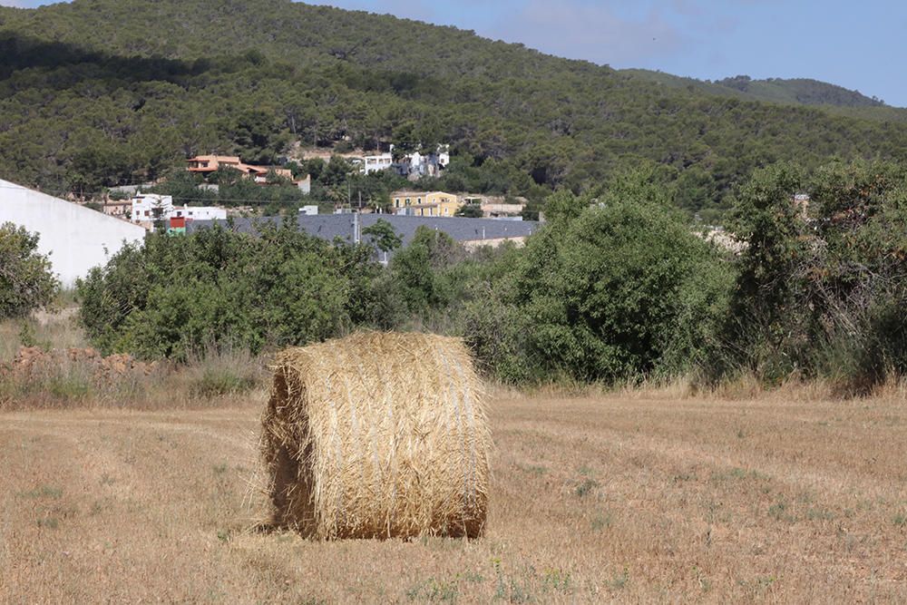 Las variedades de almendro autóctonas 'pau' y 'espineta' se injertan en 126 árboles para crear un banco de semillas.