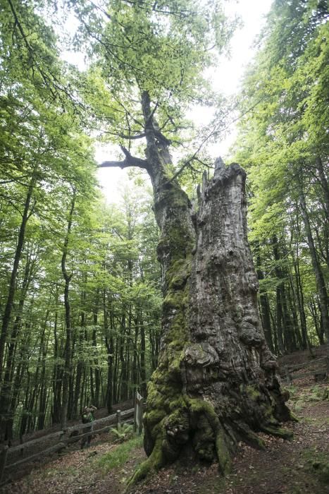 Ruta por Caso: Un tesoro tras la caliza