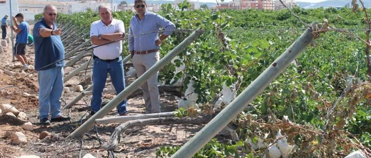 La parcela de uva afectada por las lluvias durante la visita de los responsables de Asaja.