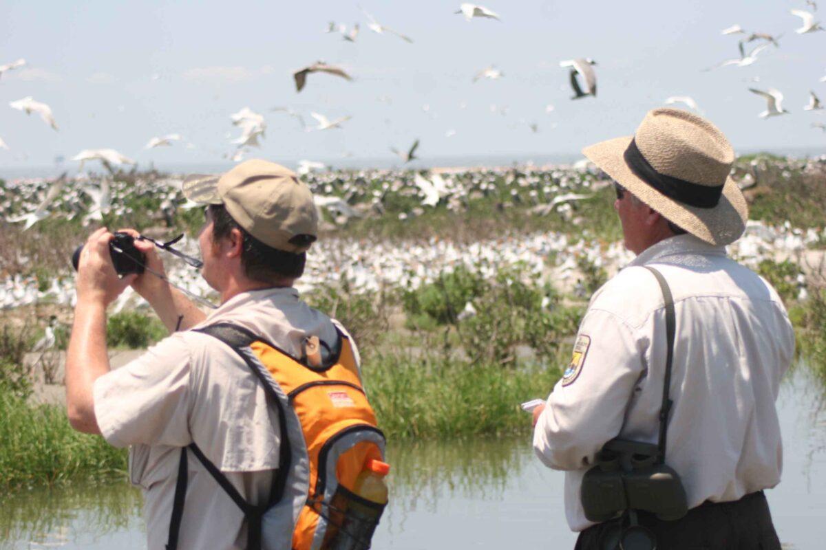 Observadores de aves