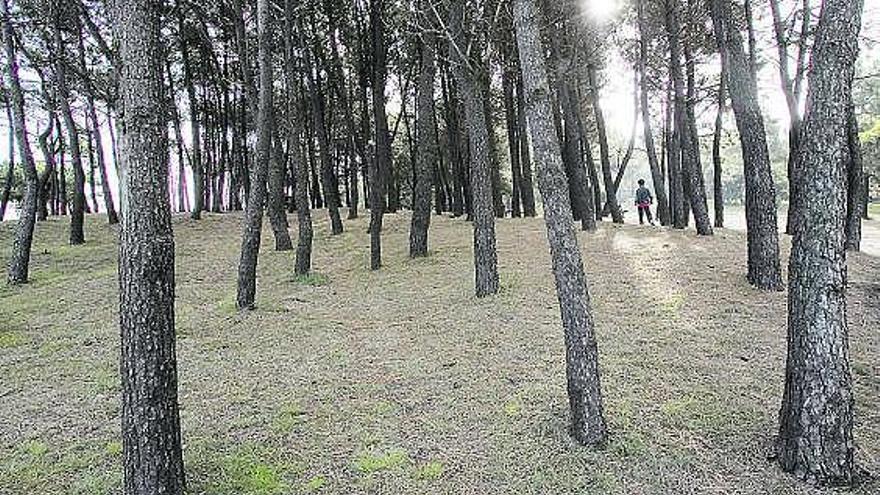 Pinar de Salinas, lugar en el que los historiadores ubican una fosa de los años de la represión franquista.