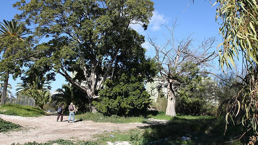 Abandono. Un viejo ficus preside los antiguos jardines del cortijo, con el pozo vallado a la izquierda.