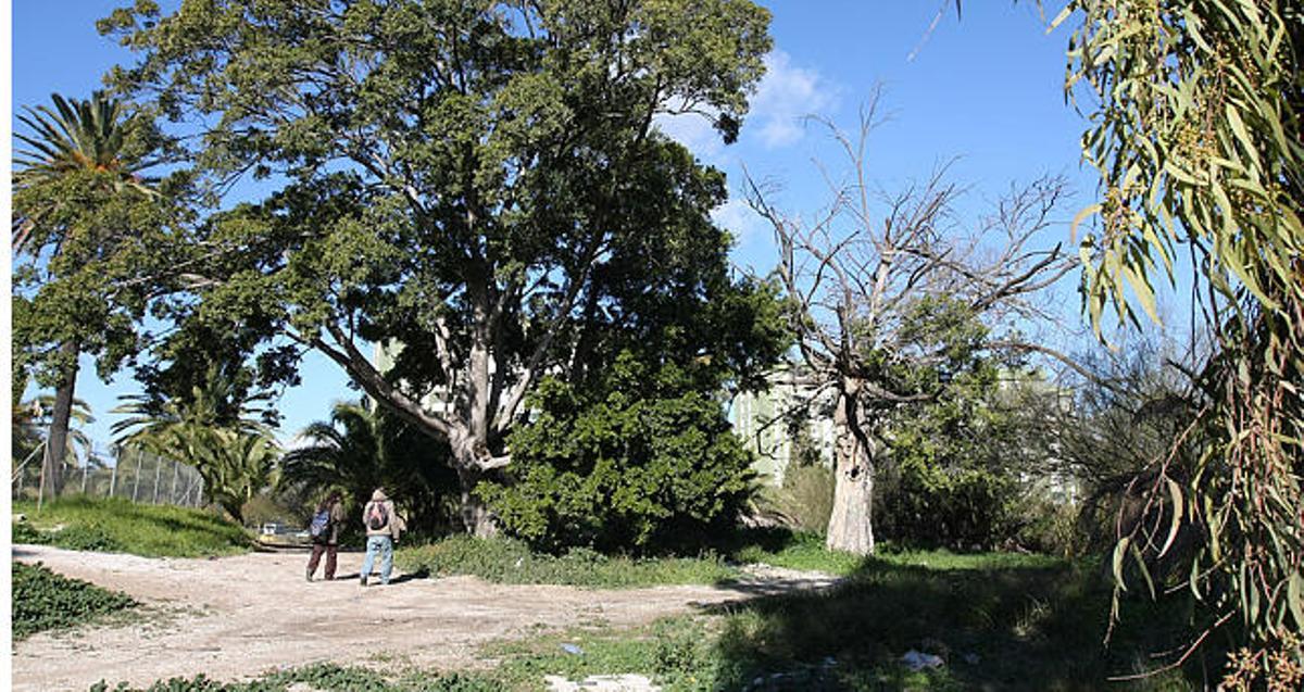 Abandono. Un viejo ficus preside los antiguos jardines del cortijo de El Cónsul, con el pozo vallado a la izquierda.