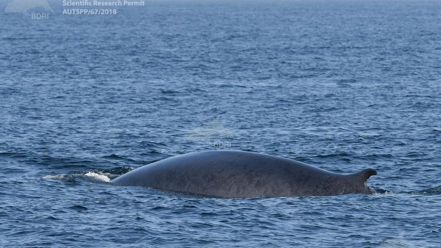 El híbrido de ballena azul y rorcual común.