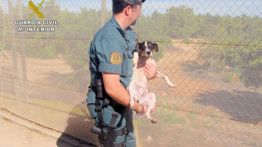 Uno de los perros abandonados