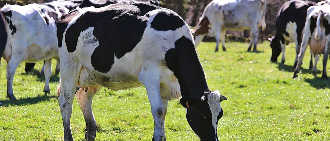 Vacas de una explotación ganadera de Cortegada, en Silleda. |  // BERNABÉ/GUTIER