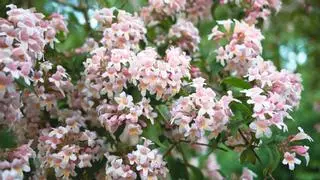 Parece una hortensia, pero florece cuando llega el otoño: el arbusto fácil de cuidar que llena de flores el jardín