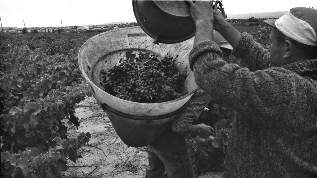 Miles de españoles viajavan cada año a Francia a hacer las veremas. Lo hacían con contactos y era una manera de ganar dinero..