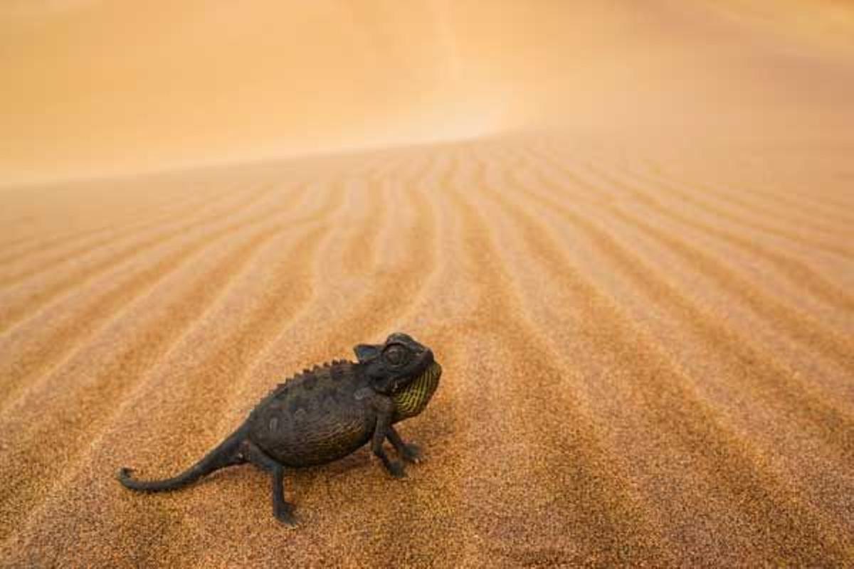 Chamaeleo namaquensis en la Costa Esqueletos, en el desierto Namib, en Namibia.