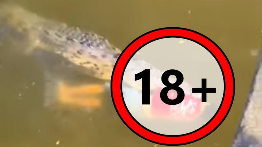 Un cocodrilo devora a un futbolista mientras se bañaba en un río