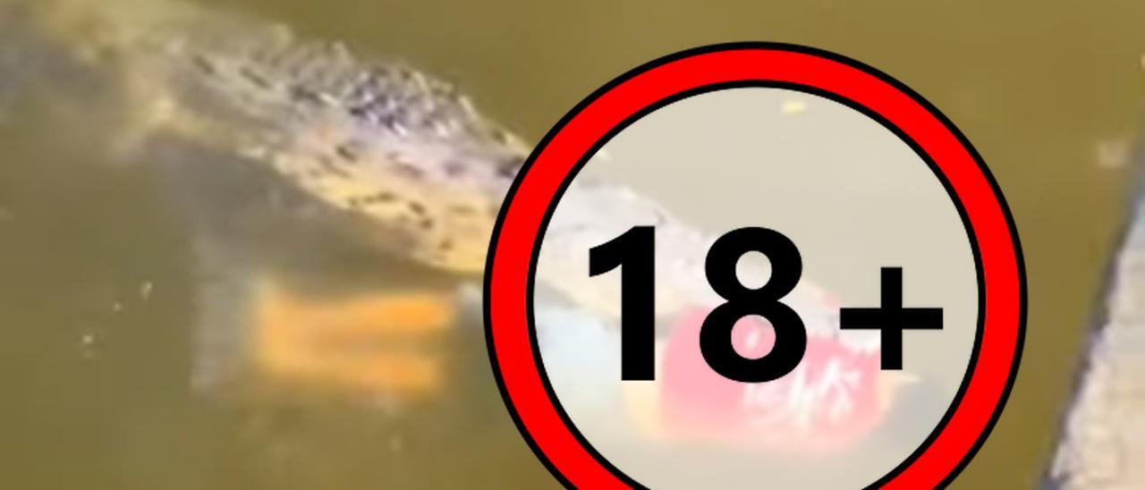 Un cocodrilo devora a un futbolista mientras se bañaba en un río