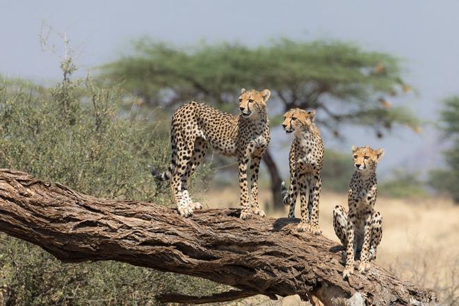 Reserva Nacional de Samburu, Kenia