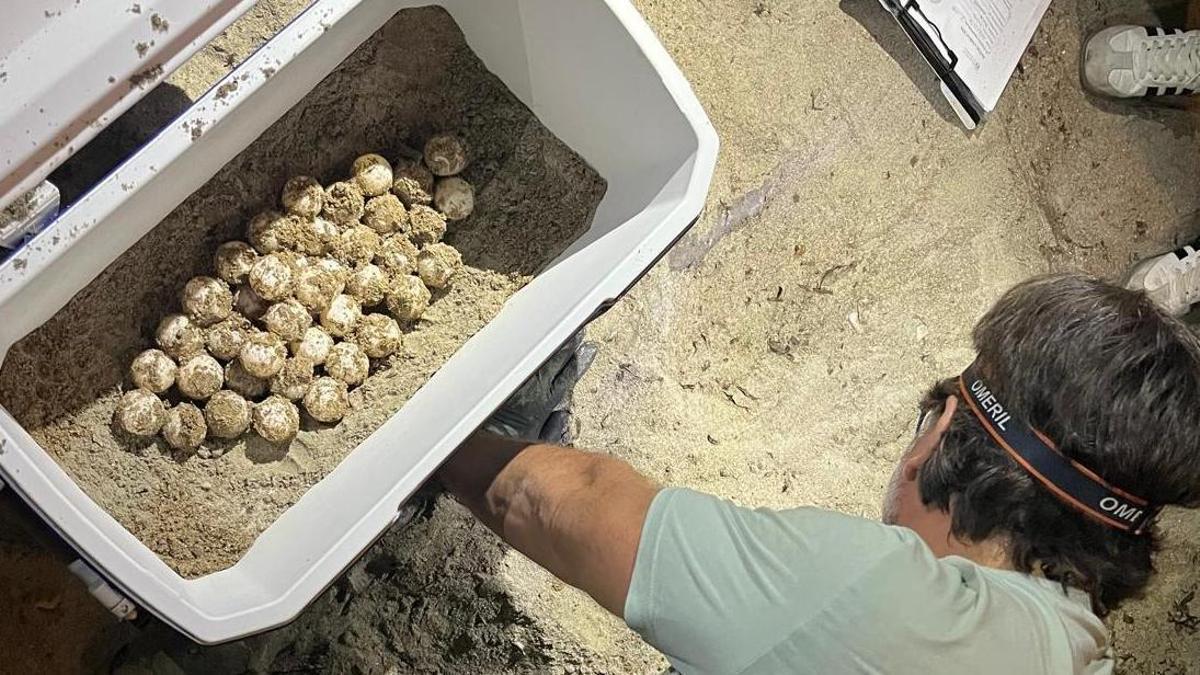 Los huevos de la segunda puesta del verano de la tortuga Diana en Dénia