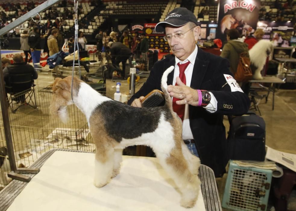 La exposición canina vuelve a contagiar la fiebre perruna en Vigo