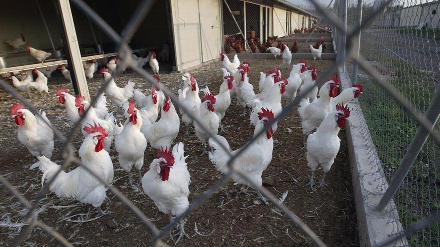 Taiwán sacrificó cerca de 32.500 pollos para detener un brote de gripe aviar