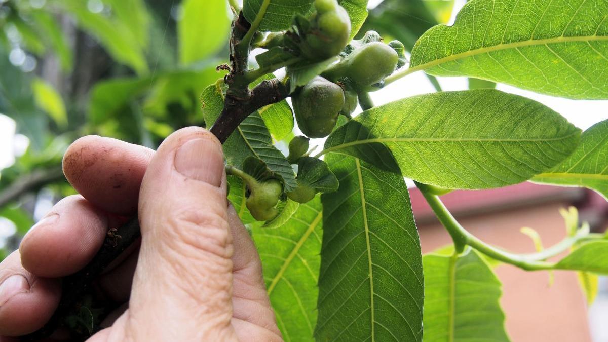 Una castañal, contaminada pola avispilla