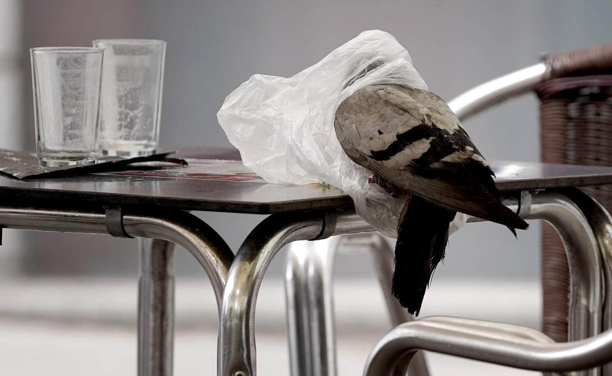 Una paloma con un plástico en la cabeza, en la terraza de un bar.