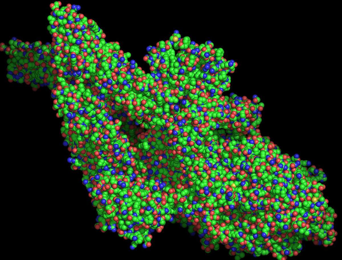 Inmunidad innata, el as en la manga de nuestro propio cuerpo contra el covid