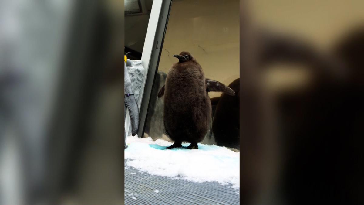 pesto el pingüino viral
