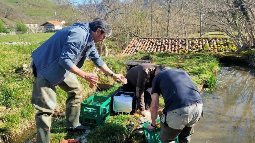 Ignacio Cerra y otros dos pescadores colocando «Cajas Vibert» en Riosa.