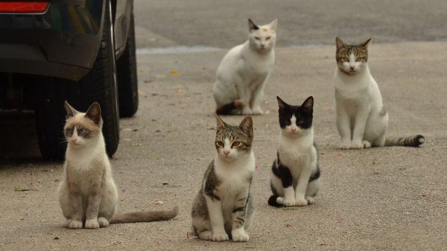 Còlonies de gats al carrer