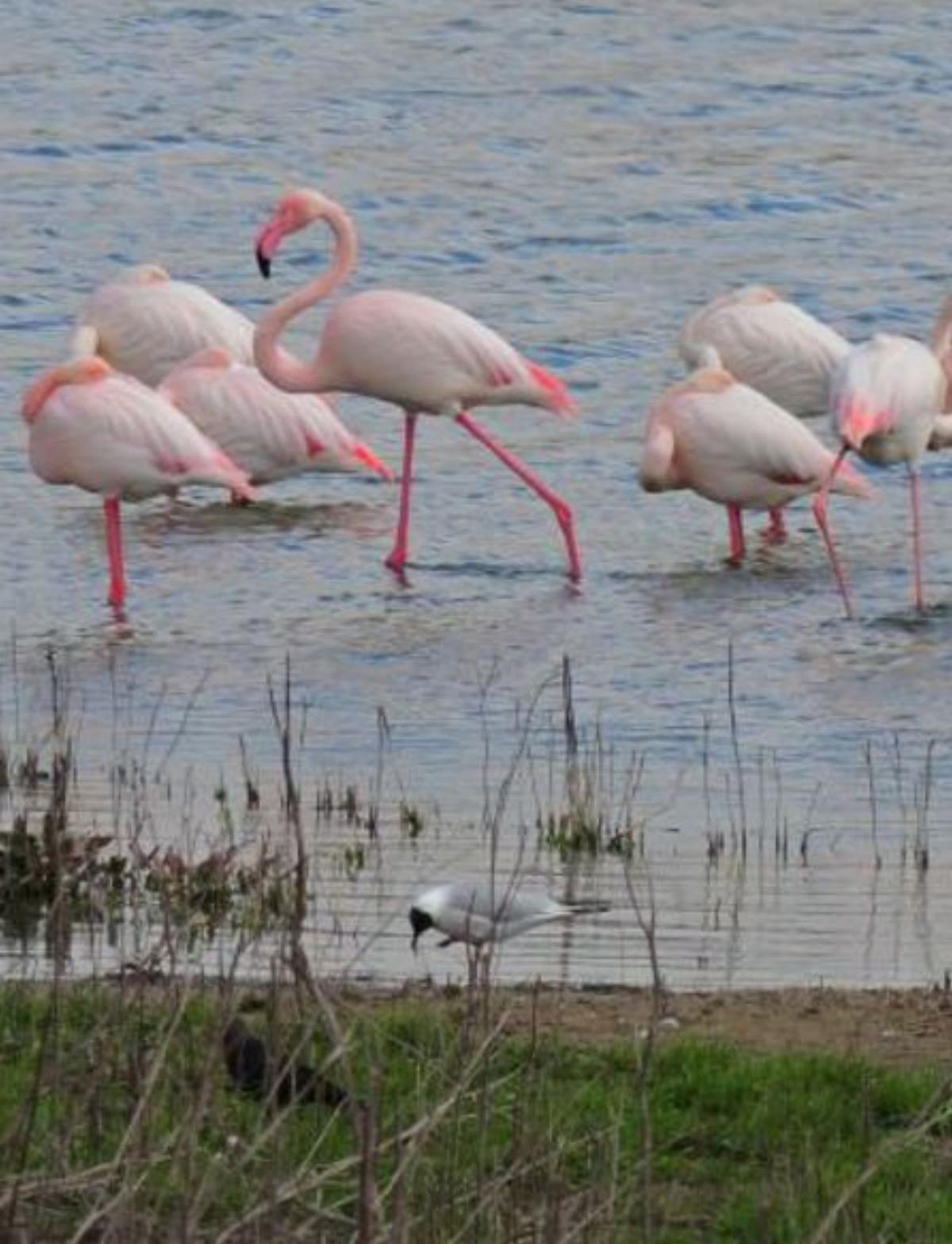 Desembocadura del río Guadalhorce