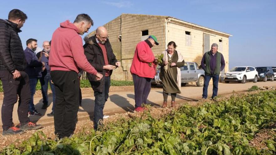 Visita de las autoridades a los campos de patatas de sa Pobla. | CAIB