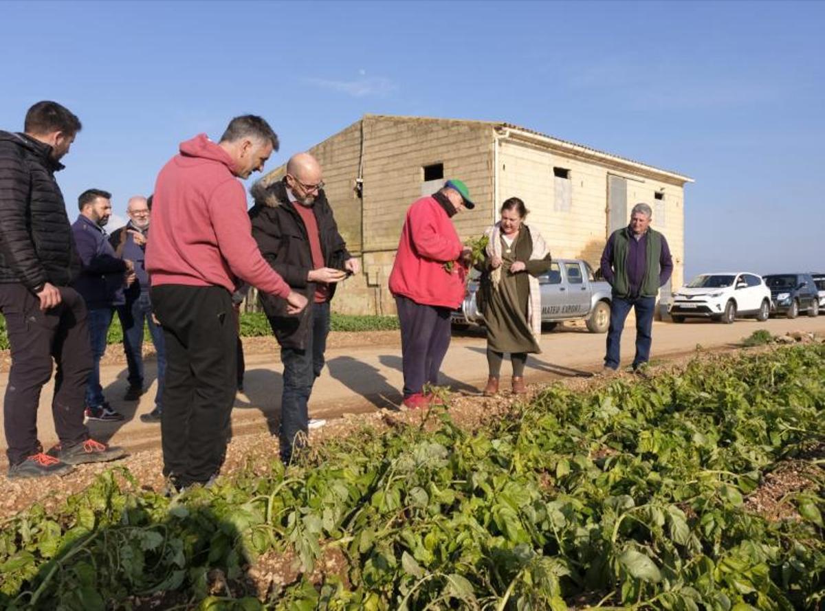 Visita de las autoridades a los campos de patatas de sa Pobla. | CAIB