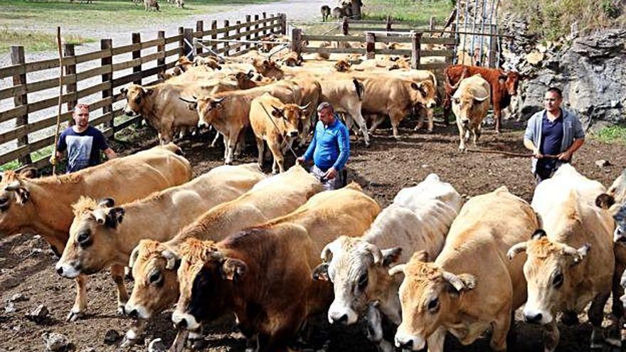 Tres ramaders triant les vaques després d&#039;haver baixat de la muntanya, al Pallars Sobirà.