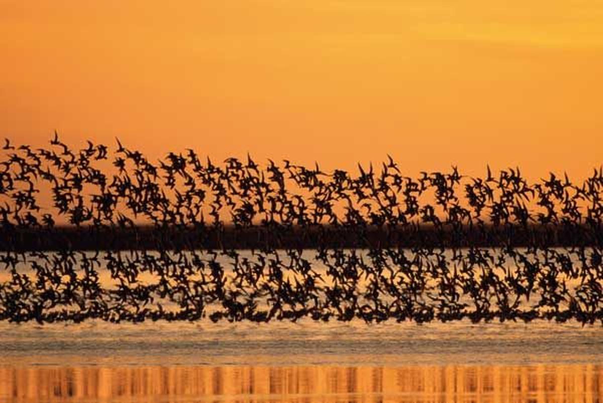 Descansar como un rey a las mismas puertas de Doñana