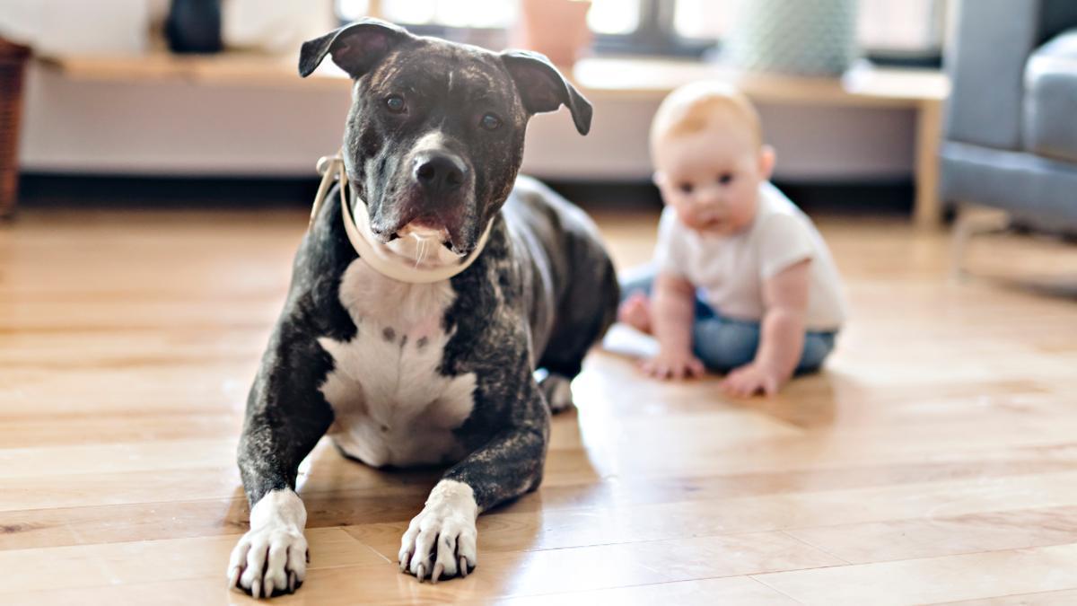 Un bebé y su mascota.