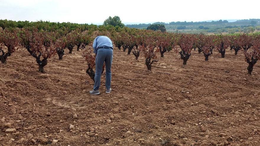 La Unió de Llauradors estima que el incendio de Venta del Moro afectó a unas 230 hectáreas de cultivo