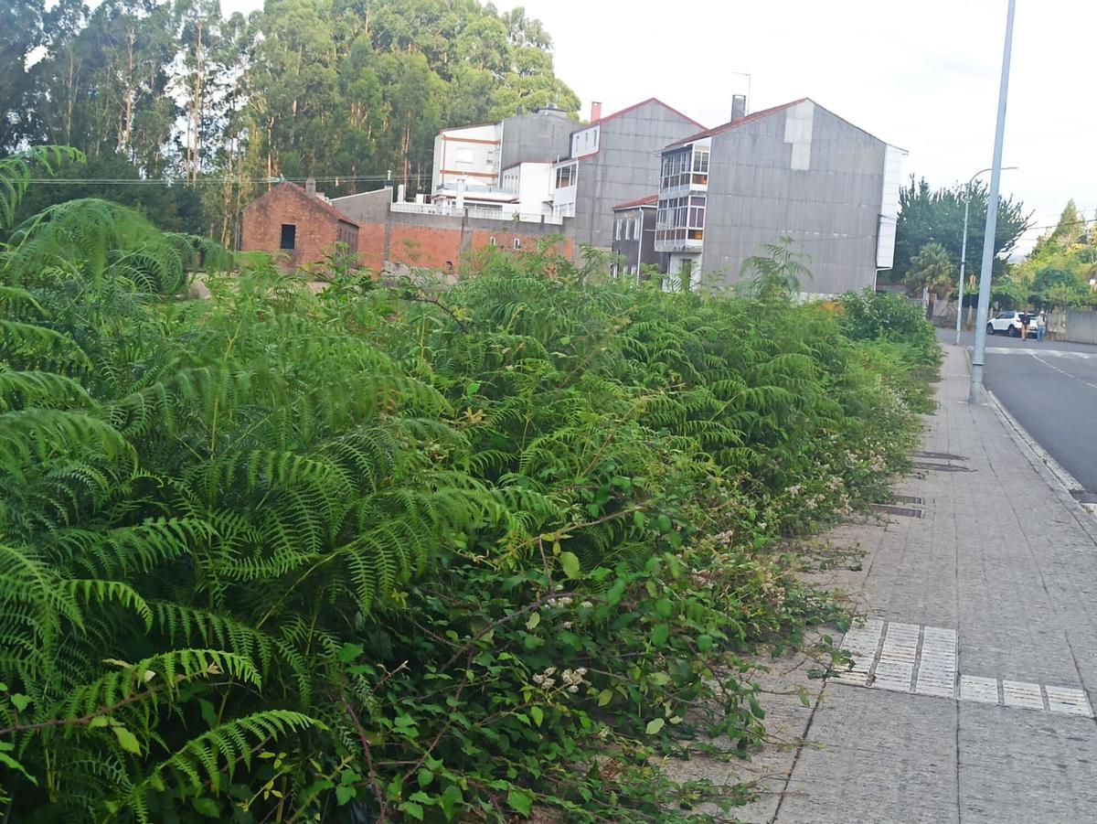 rúa do muíño falta limpieza a estrada