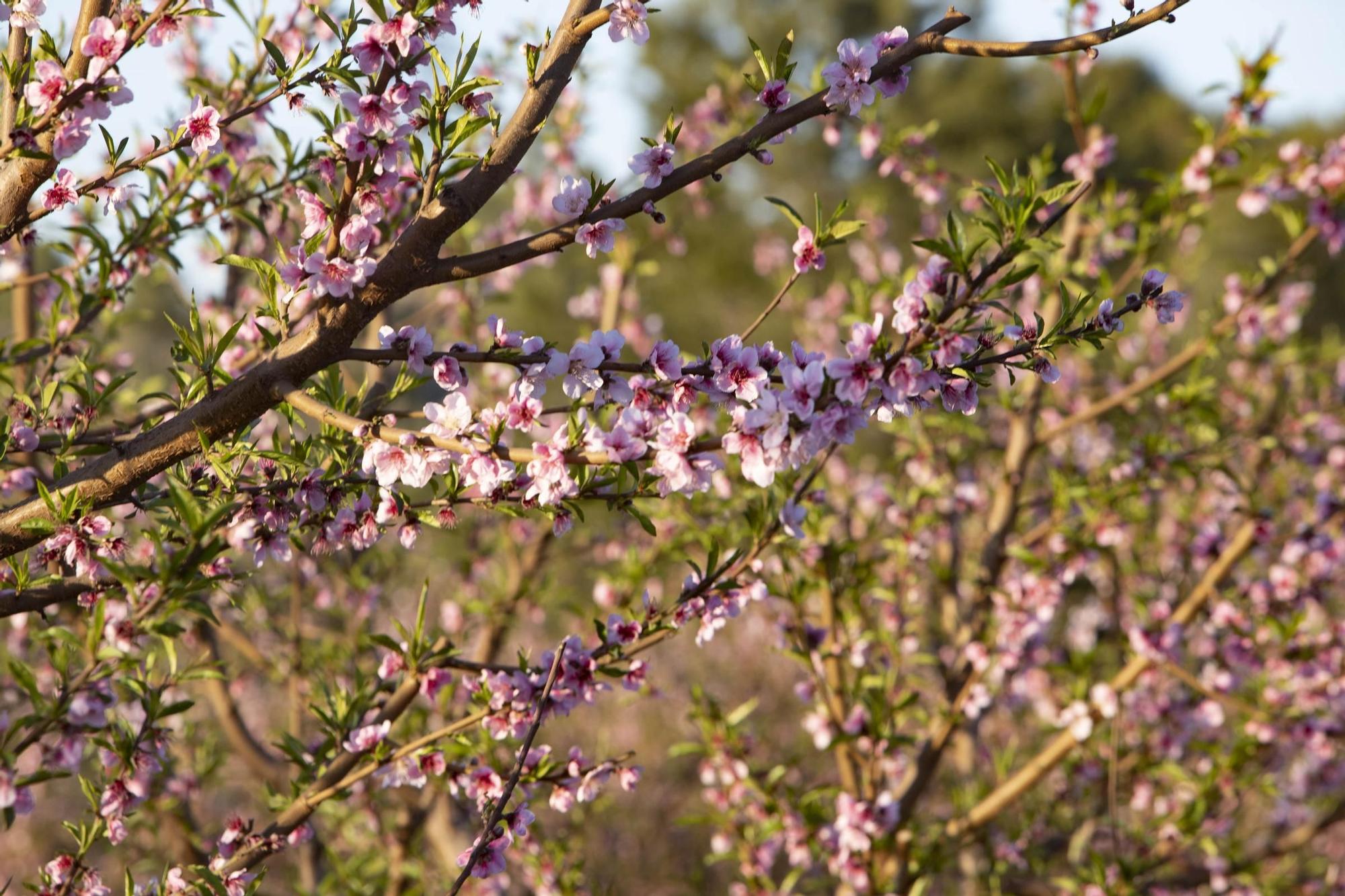 Los almendros en flor ya alegran los paisajes valencianos