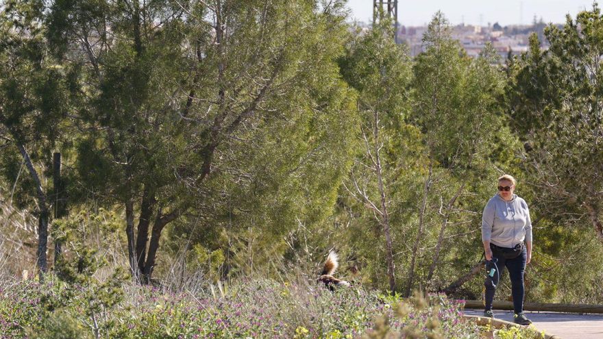 Buscan voluntarios para limpiar el Bosque Romano de Cartagena