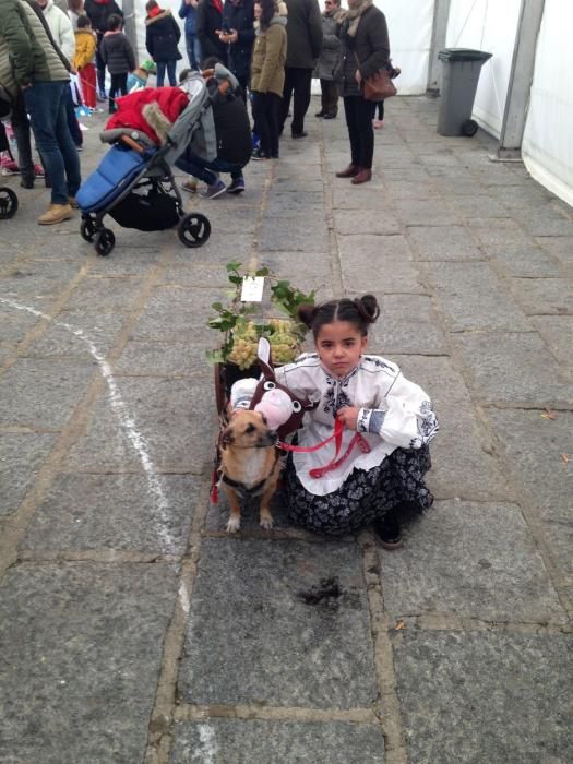 Carnaval en Toro: Concurso de mascotas