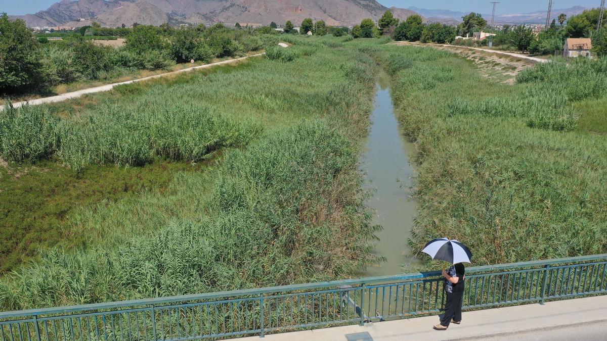 El cauce nuevo del Segura tomado por las cañas a su paso por Molins (Orihuela), en una imagen de archivo