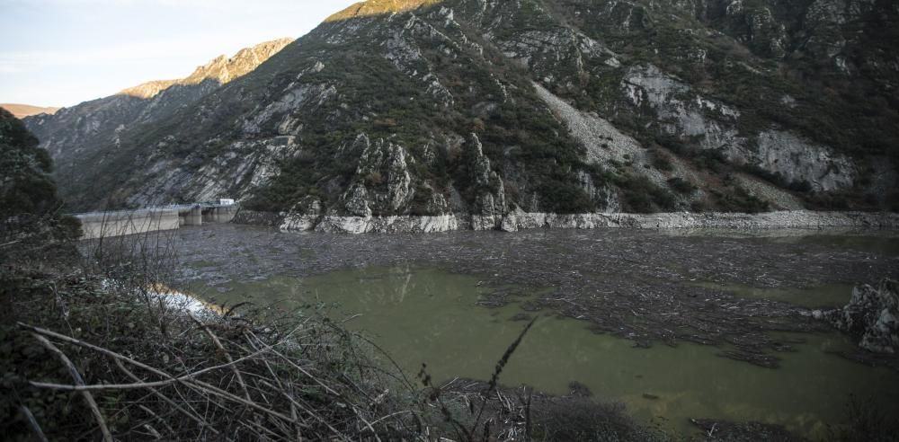 Acumulación de ramas y troncos en el embalse de Soto de la Barca.