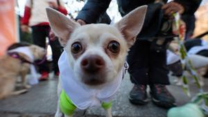 Un perro durante la San Perrestre 2023