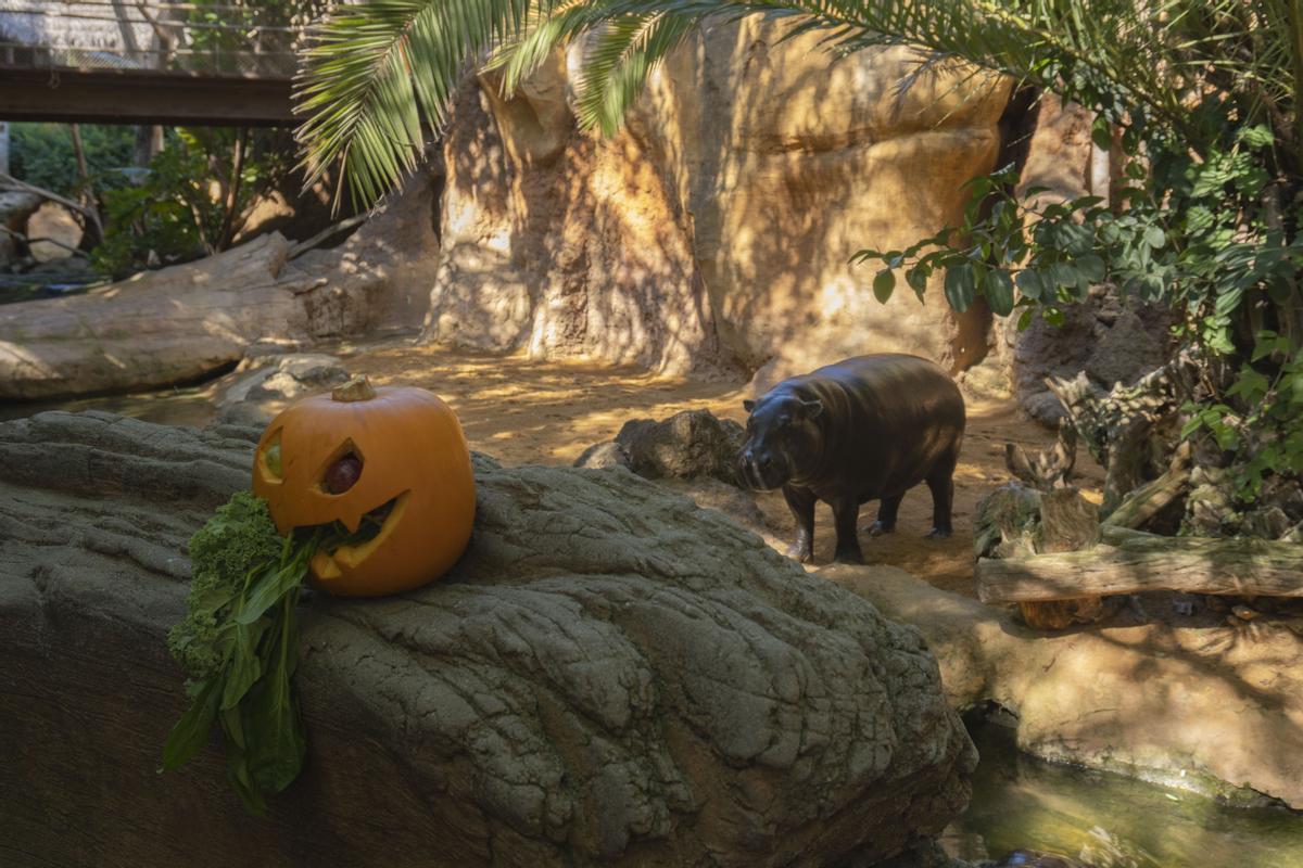 Bioparc Fuengirola celebra Halloween con una gymkana.