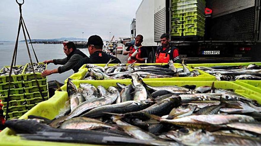 Varios pescadores descargan jurel en un puerto gallego.