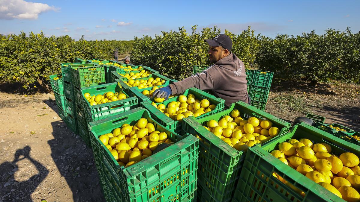 Trabajos para cosechar en una plantación de limones.