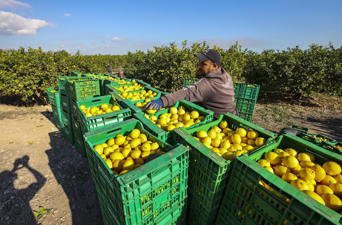 Trabajos para cosechar en una plantación de limones.