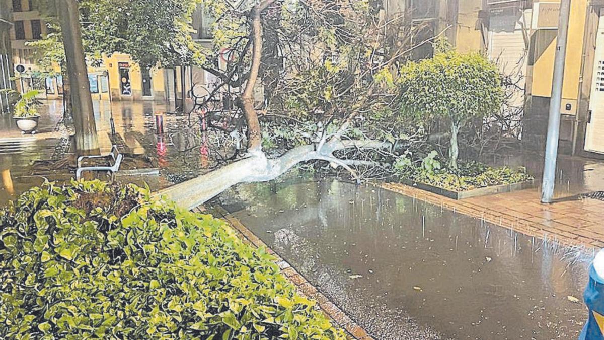 Un árbol caído sobre la carretera interrumpe el tráfico en una vía de la capital tinerfeña.. | | C.W. LAURITSEN