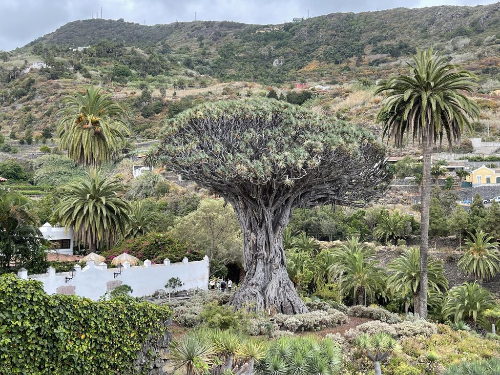 El impresionante Drago Milenario de Icod de los Vinos
