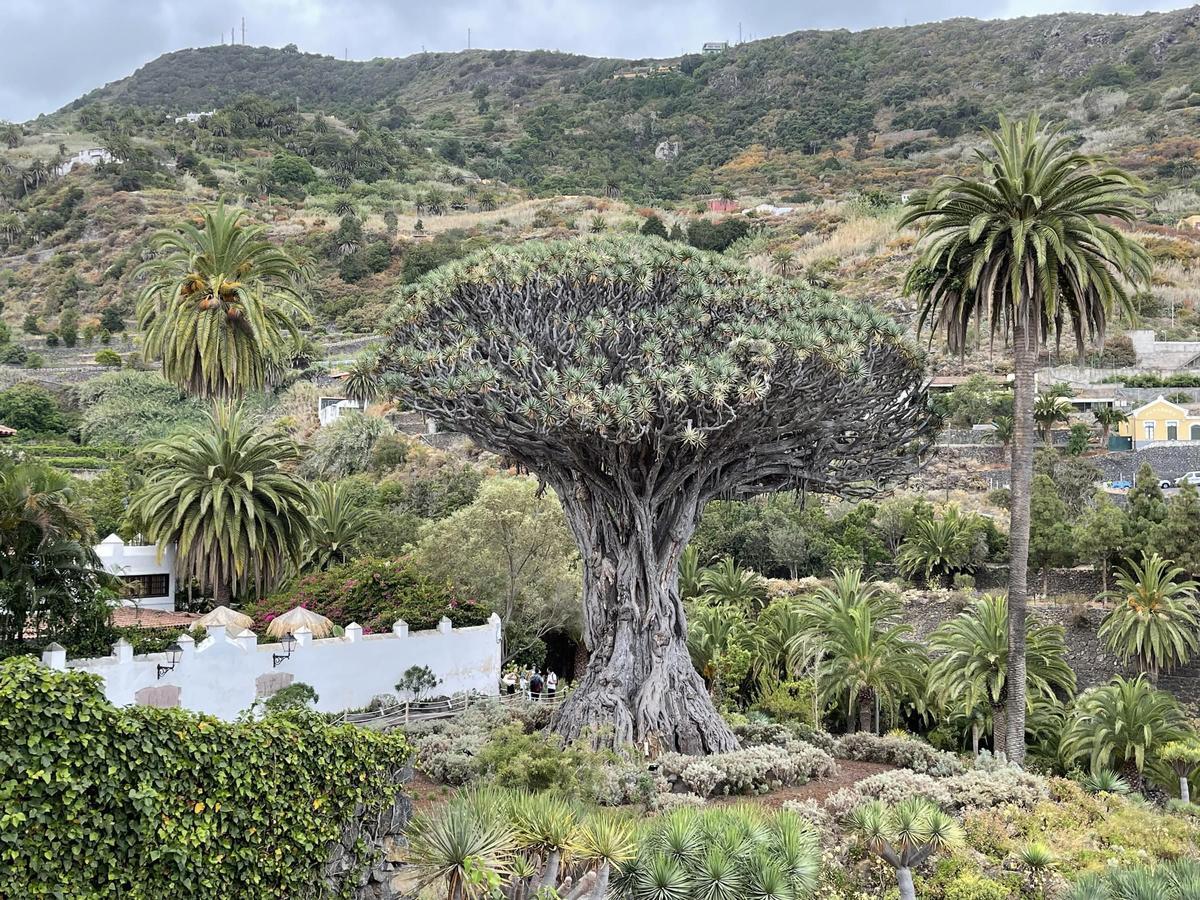El impresionante Drago Milenario de Icod de los Vinos