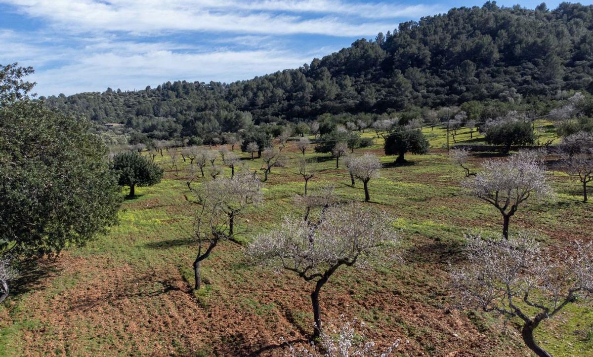 Municipios de la Serra de Tramuntana se alían para impulsar una ecoregión. | PERE JOAN OLIVER