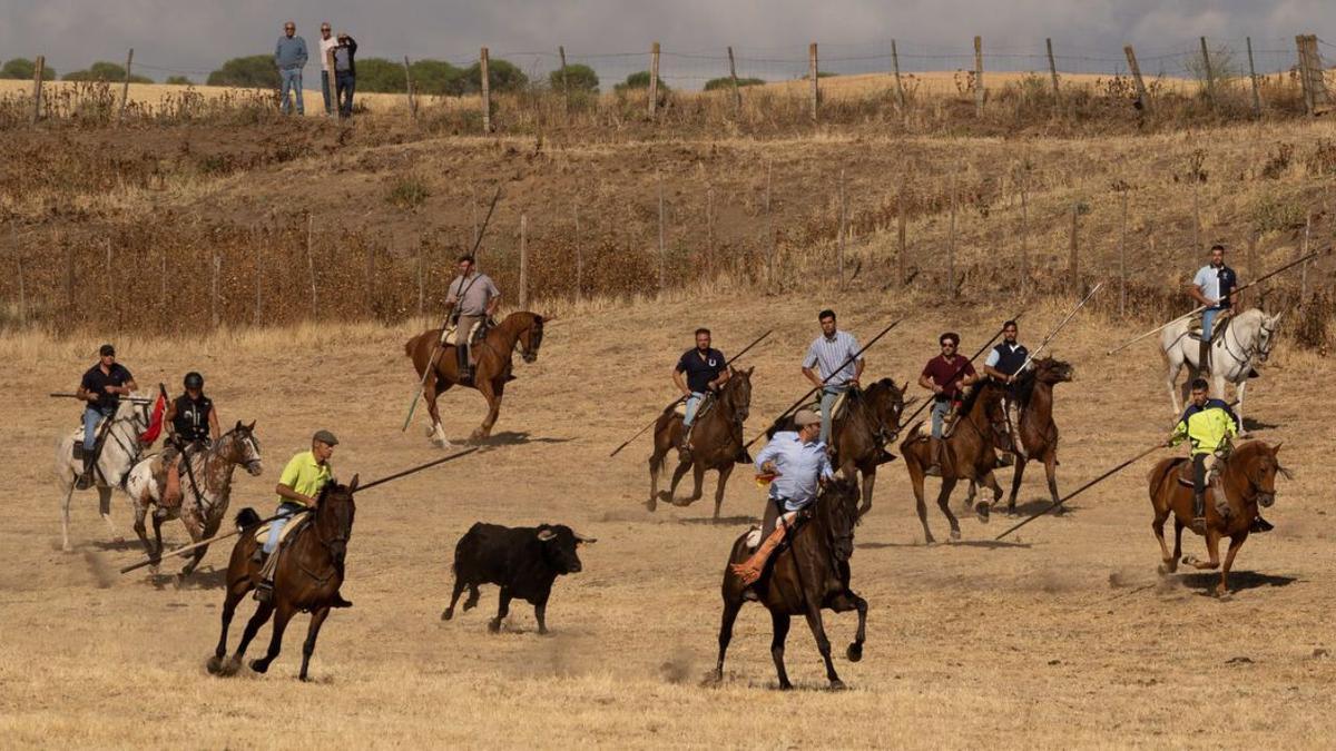 Un novillo rodeado por caballos en el campo. | J. L. F.