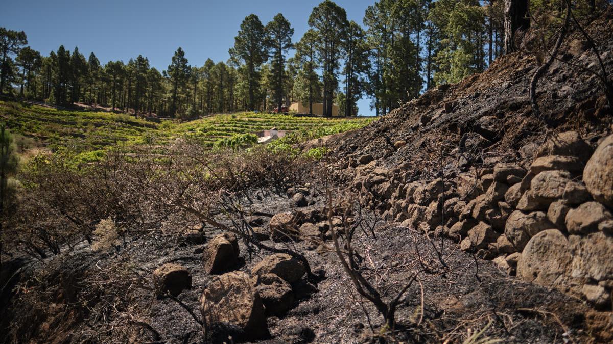Cultivo de viña siniestrado tras el incendio forestal de Garafía (La Palma).