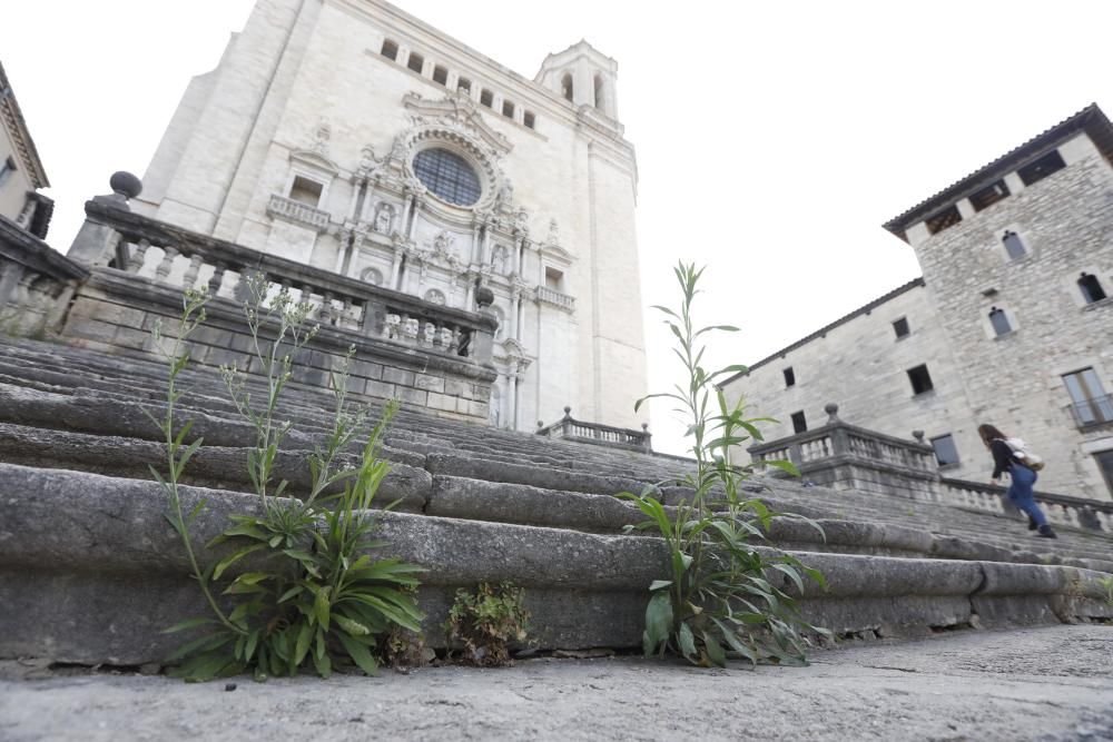 Males herbes a l'escalinata de la Catedral de Girona